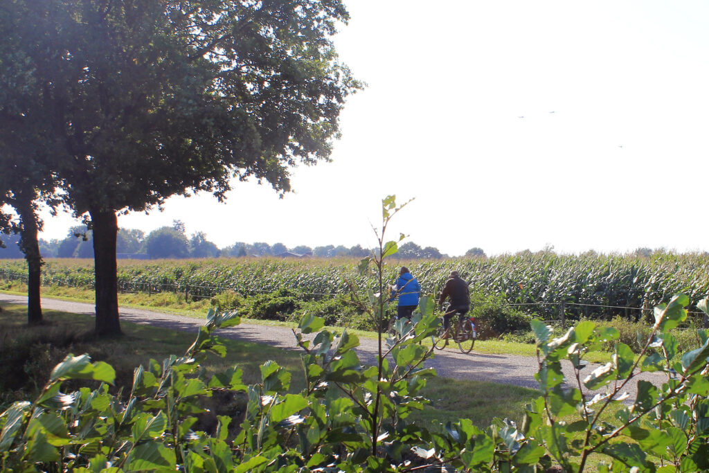 Bomen in onze gemeente, zoeken naar de balans