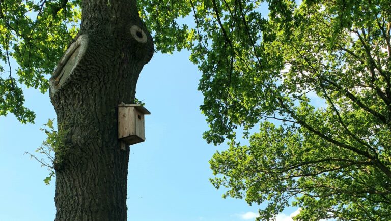 Eikenprocessierups bestrijden blijft een lastig probleem